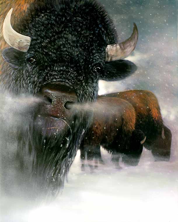 Three Buffalo
